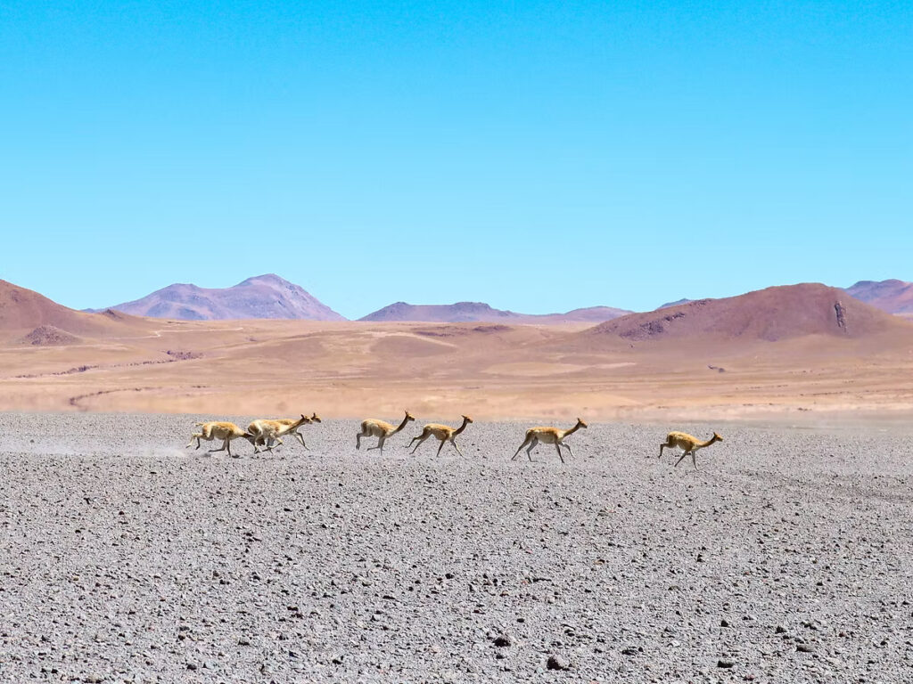 《穿越南美高原》| 智利Atacama - 玻利維亞天空之鏡3日2夜之旅 80 IMG 2332 JPG