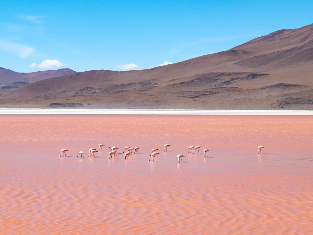 《穿越南美高原》| 智利Atacama - 玻利維亞天空之鏡3日2夜之旅 86 IMG 2400 JPG
