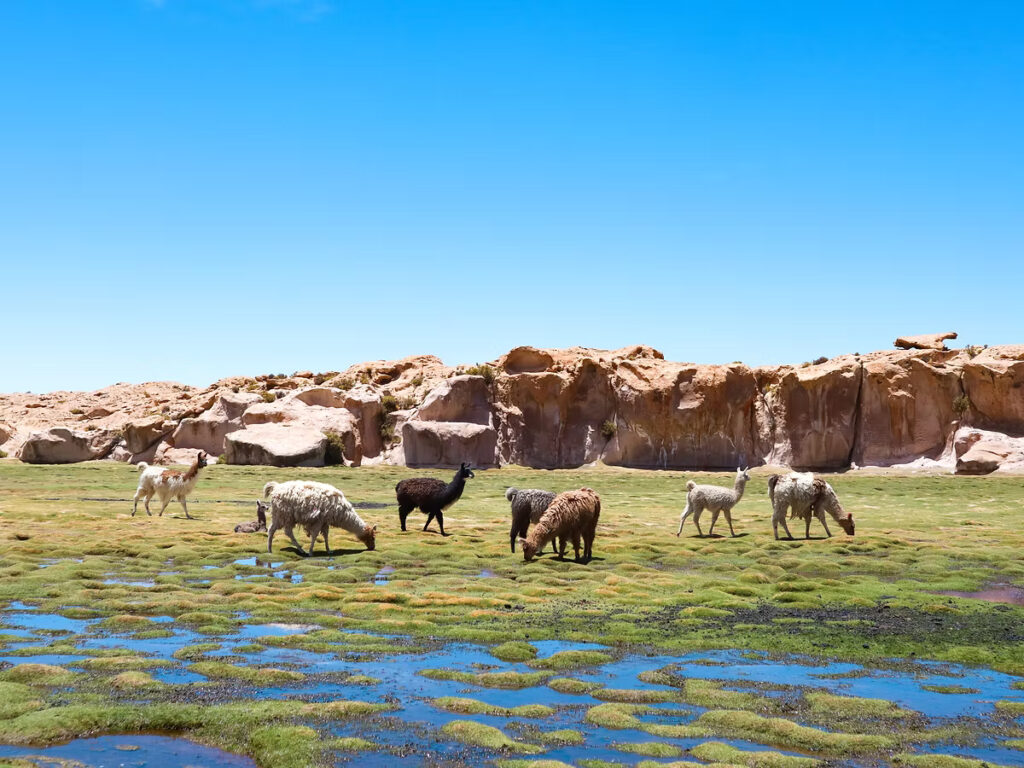 《穿越南美高原》| 智利Atacama - 玻利維亞天空之鏡3日2夜之旅 91 IMG 2580 JPG