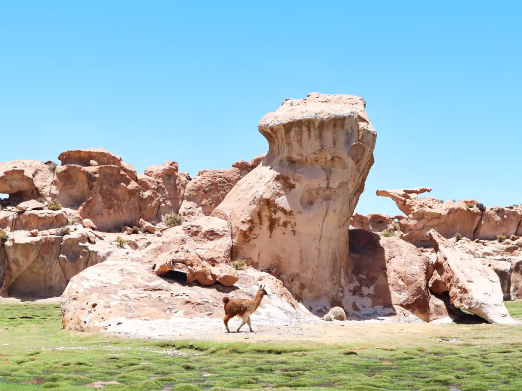 《穿越南美高原》| 智利Atacama - 玻利維亞天空之鏡3日2夜之旅 90 IMG 2590 JPG