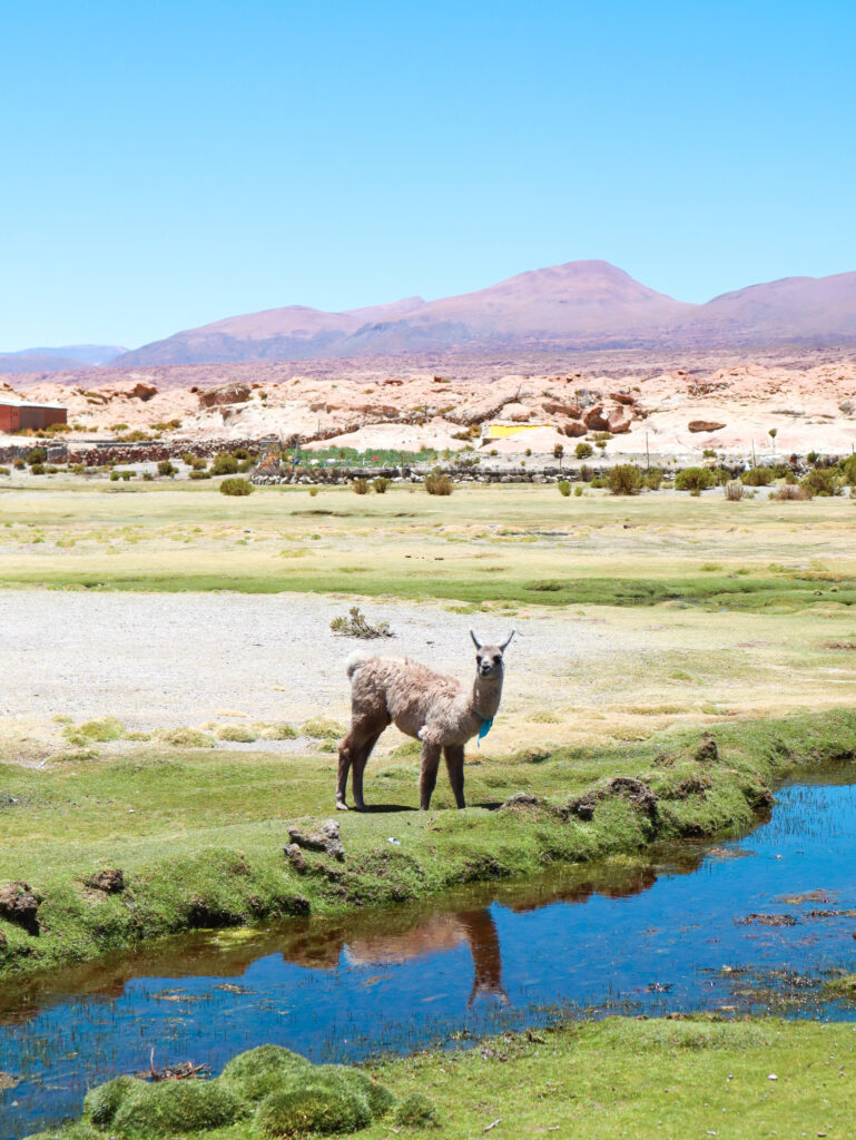 《穿越南美高原》| 智利Atacama - 玻利維亞天空之鏡3日2夜之旅 73 image00002 1